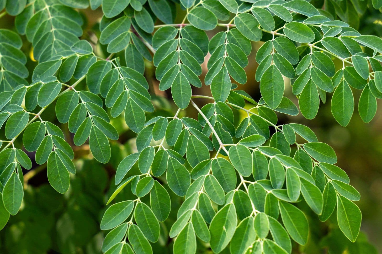 Spirulina vs Moringa: Which Superfood Is Right for You?
