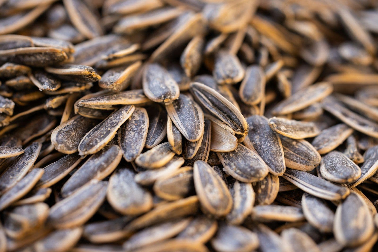 Organic vs Conventional Seeds: Does It Really Matter?